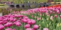 HOLANDA: tulipes i ciutats amb encant